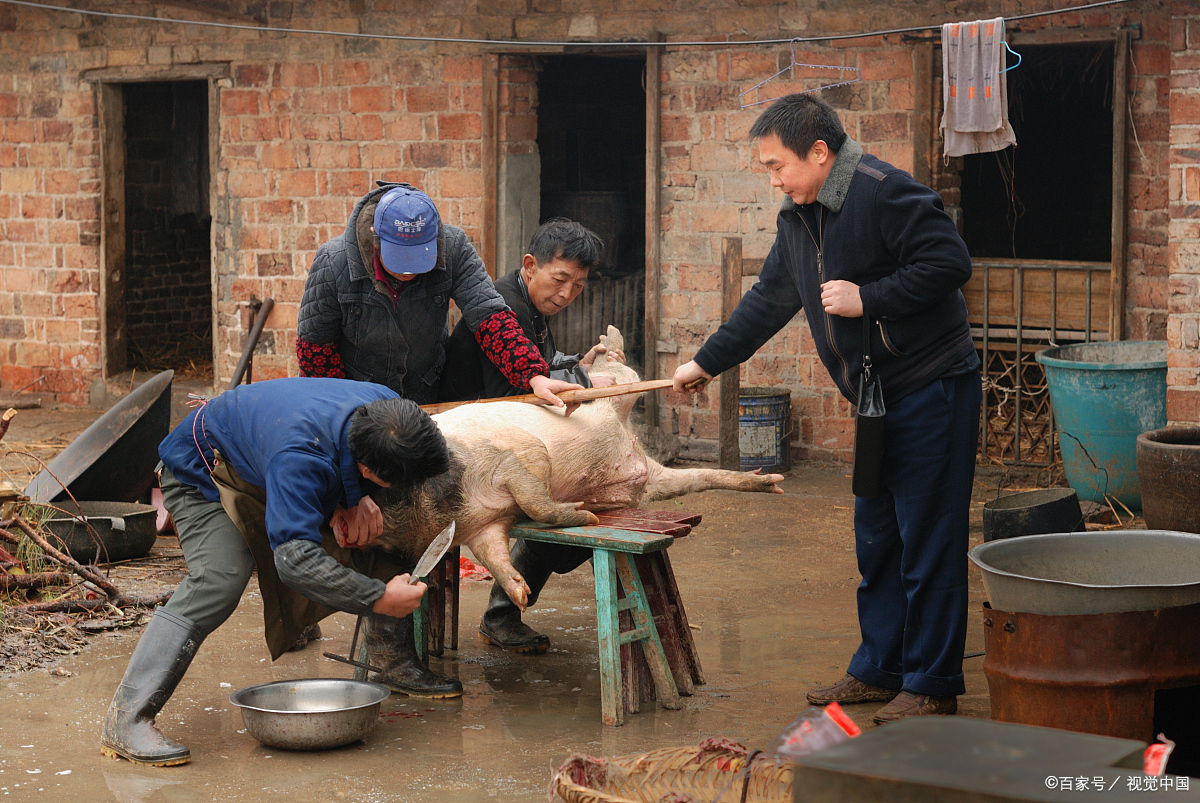 最严杀猪令:有人杀猪被罚10万,农民还能杀年猪吗?