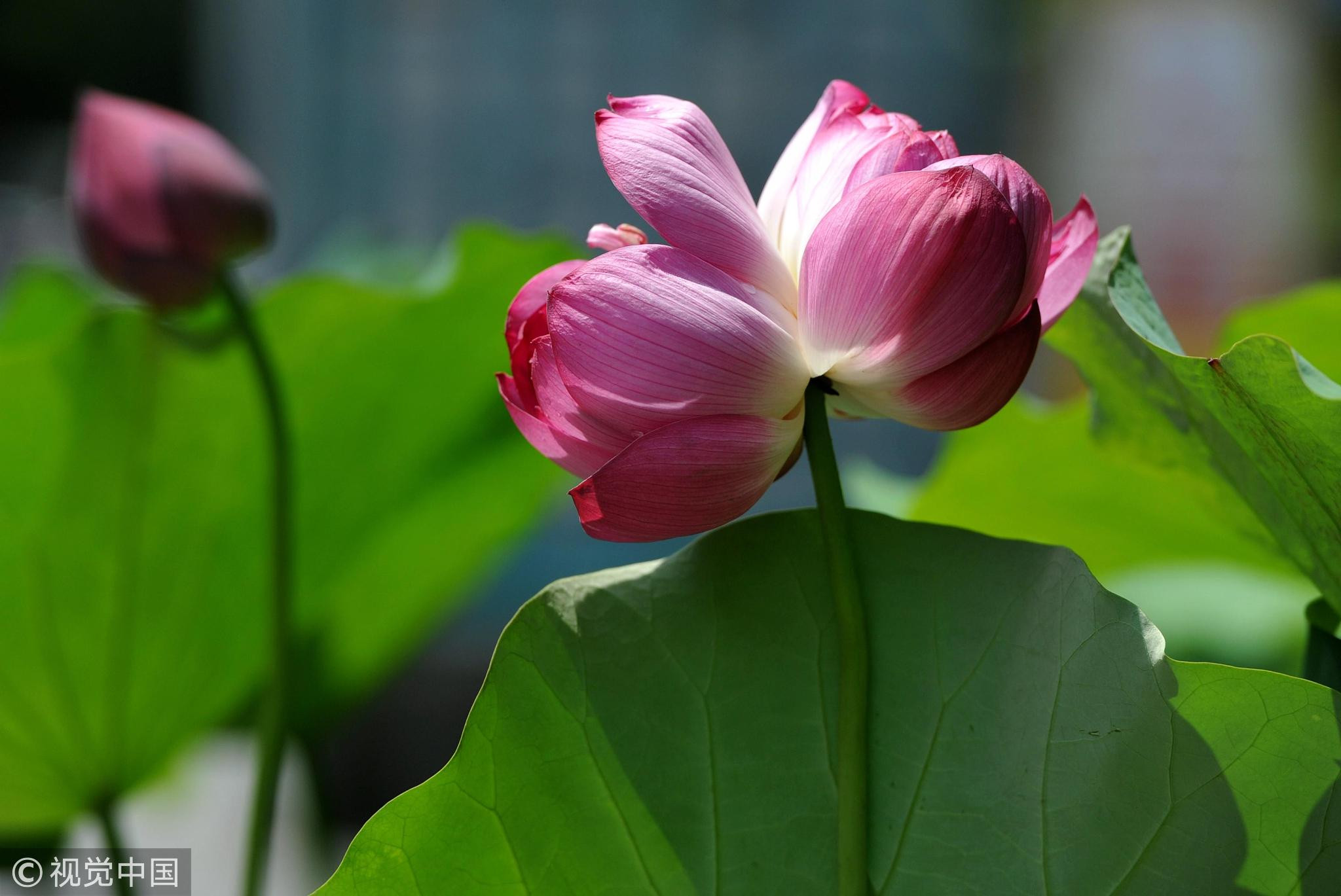 福州公园荷花盛开 罕见并蒂莲引游人