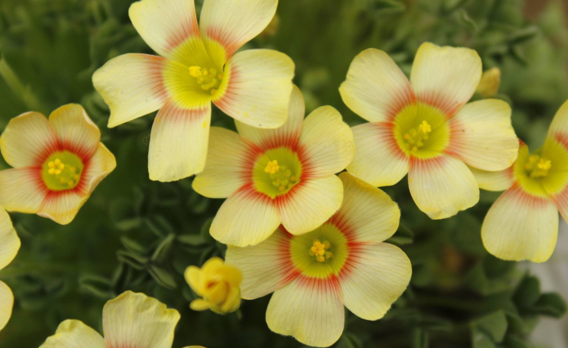 酢浆草紫叶种球种子醡浆草种籽球根三叶草幸运草多年生盆栽花包邮