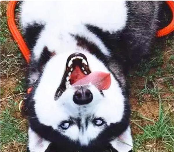 把二哈的舌头拔出来玩,结果它以为是吃到肉肉了