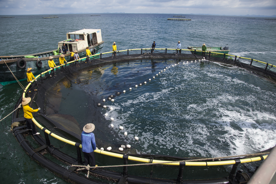 在2020-2024年,阳西县政府与参与企业将从人工鱼礁建设,深海网箱养殖