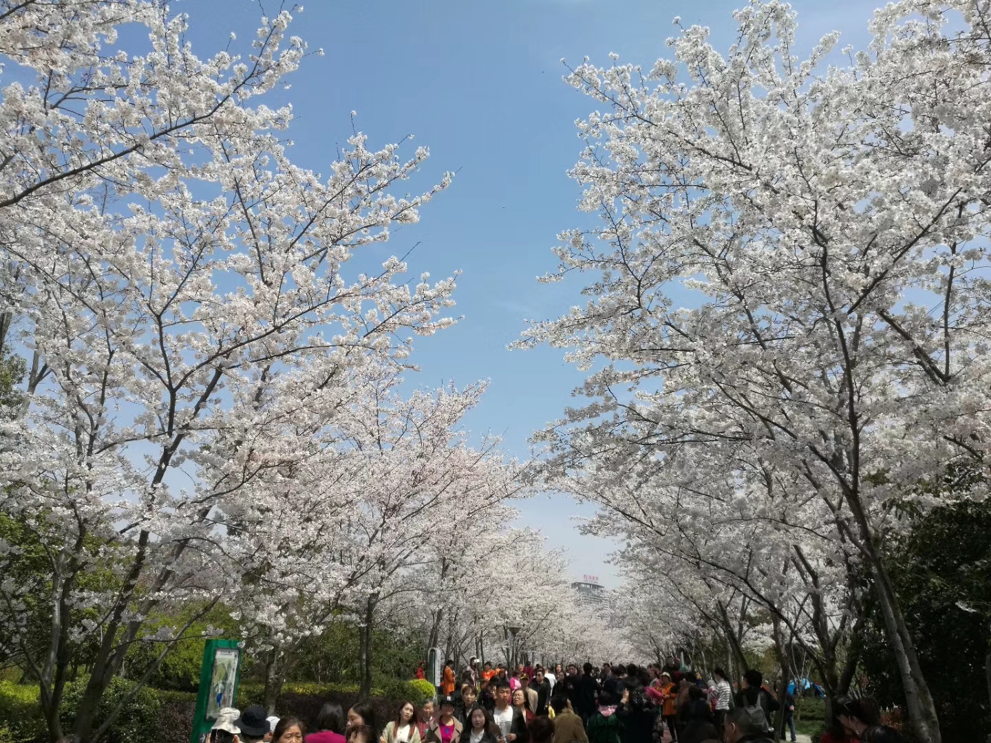 無錫金匱公園3月26日櫻花實景,這裡已經開得很壯觀了