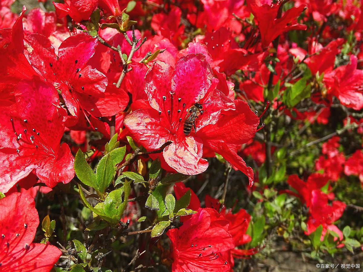 满山的映山红