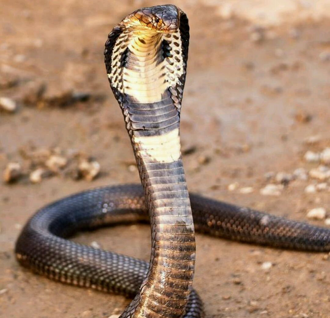 农村老人常说"一地王锦蛇,十里无毒蛇",王锦蛇能吃掉眼镜蛇吗