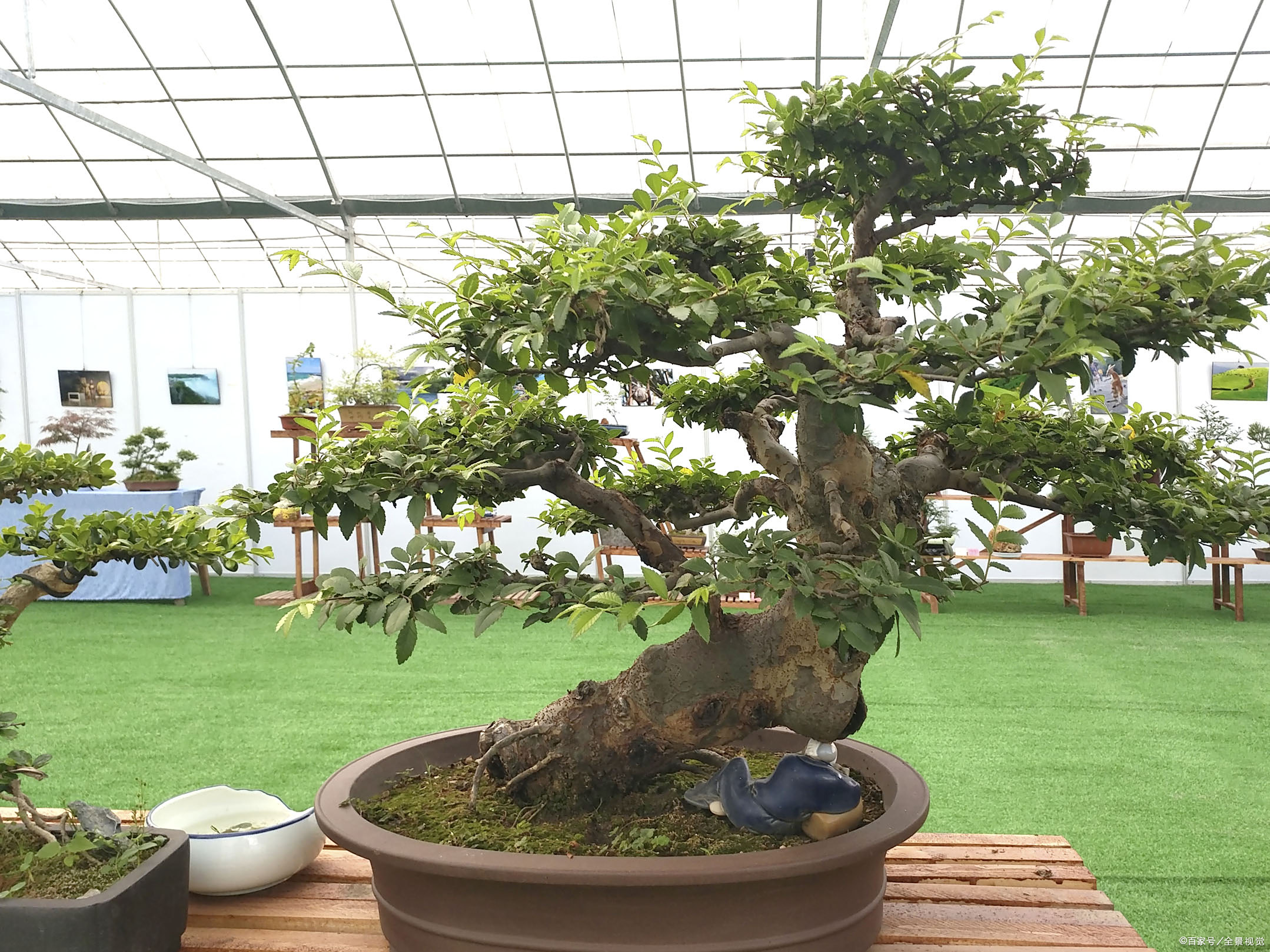 榆树盆景的养护方法,你知道多少?老司机带你一探究竟