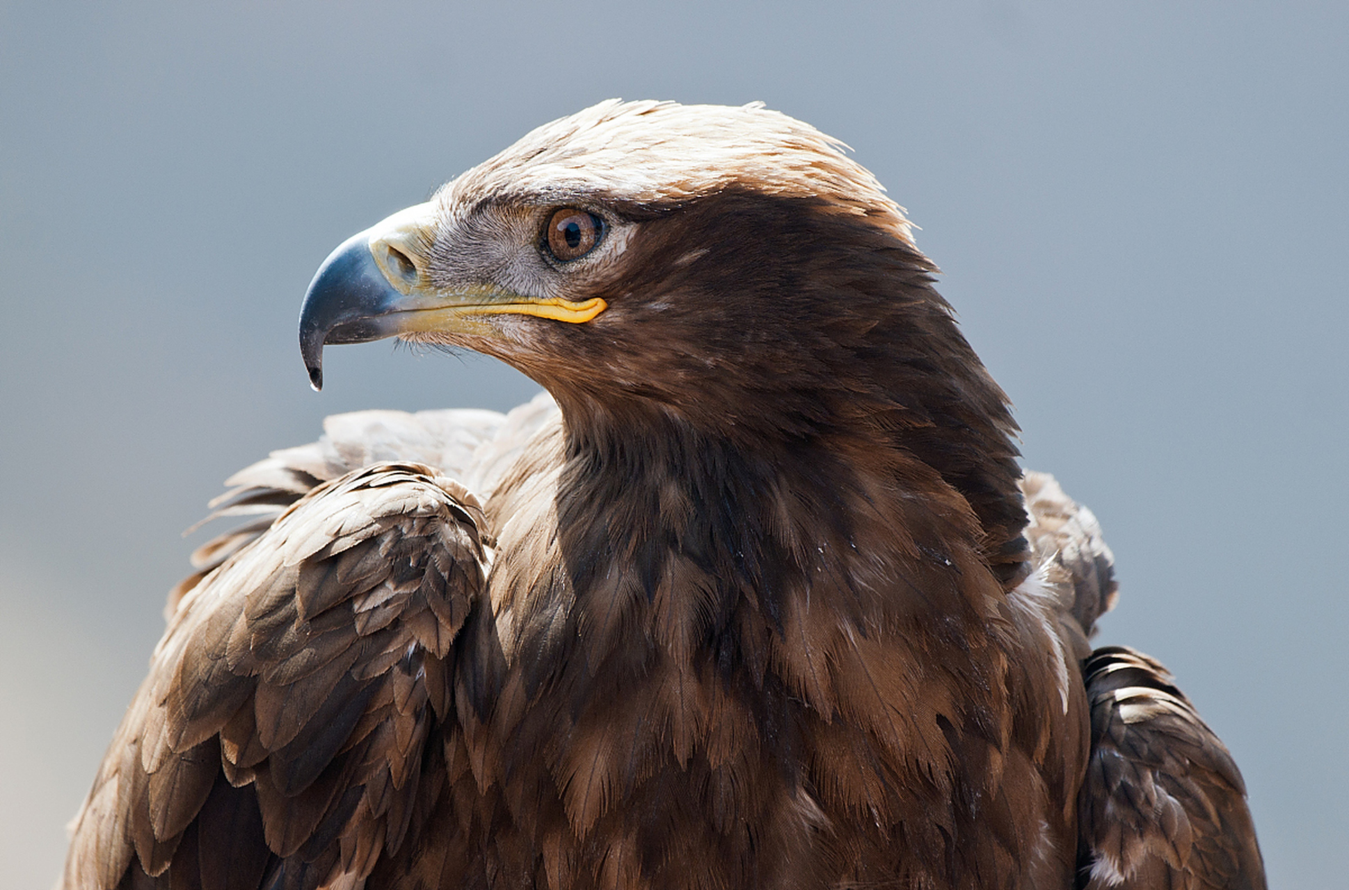 鹰,鸟类中的顶级捕食者之一,以其空中的飞翔技艺和无与伦比的捕猎技能
