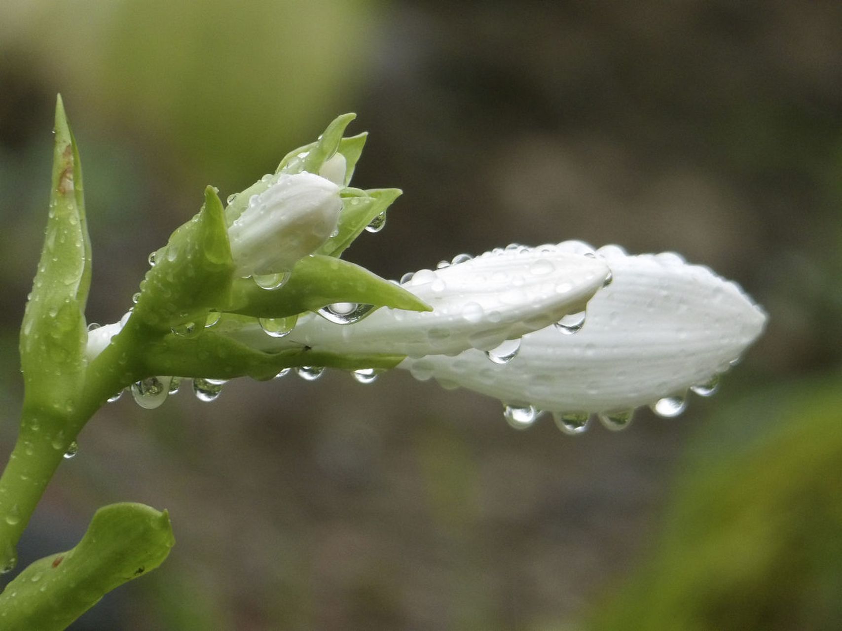 金沙县,5万亩野生玉簪花进人盛花期  盛夏时节,金沙县5万亩野生玉簪花