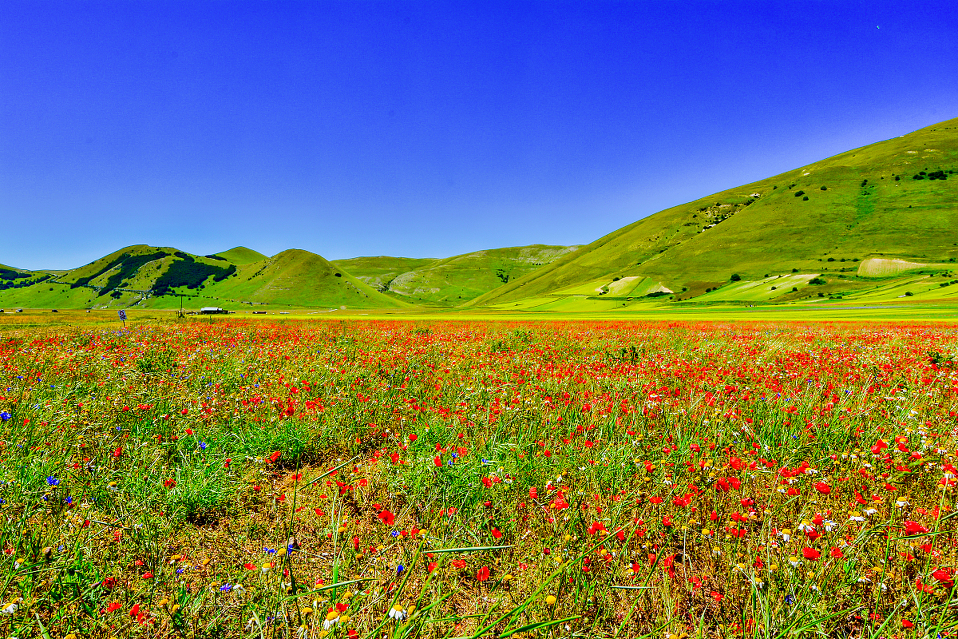 若尔盖花湖的春天盛宴并非只是视觉的盛宴,更是对生命奇迹的深度体验.
