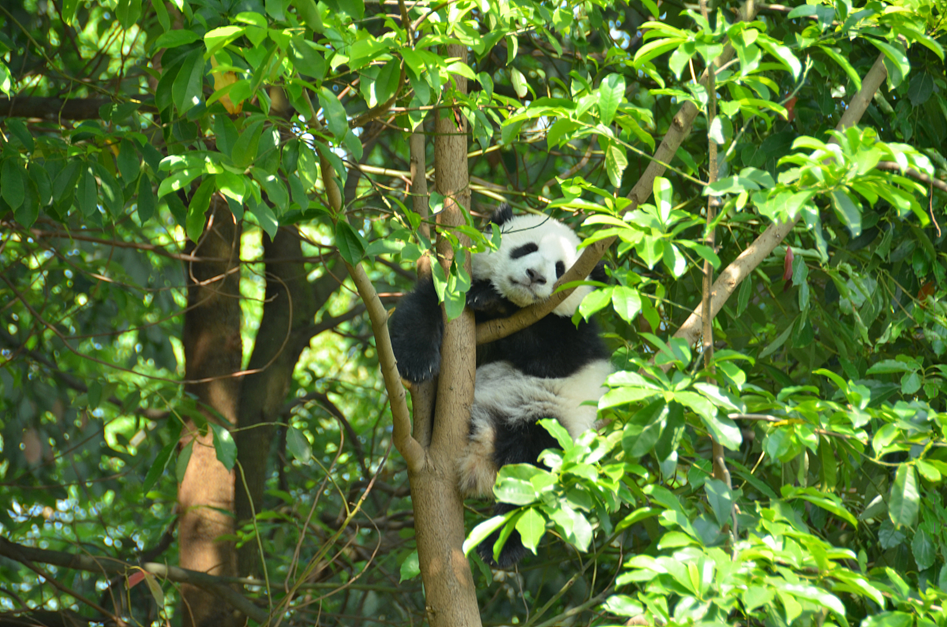 植物趣图# 爱爬树的大熊猫.