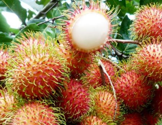 "浑身带刺"的4种水果,我猜你只能想到板栗,最后一种又臭又贵