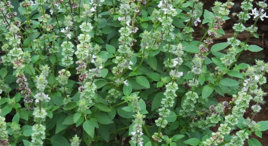 荆芥味道独特,种植技术一点也不难,4步完成荆芥种植