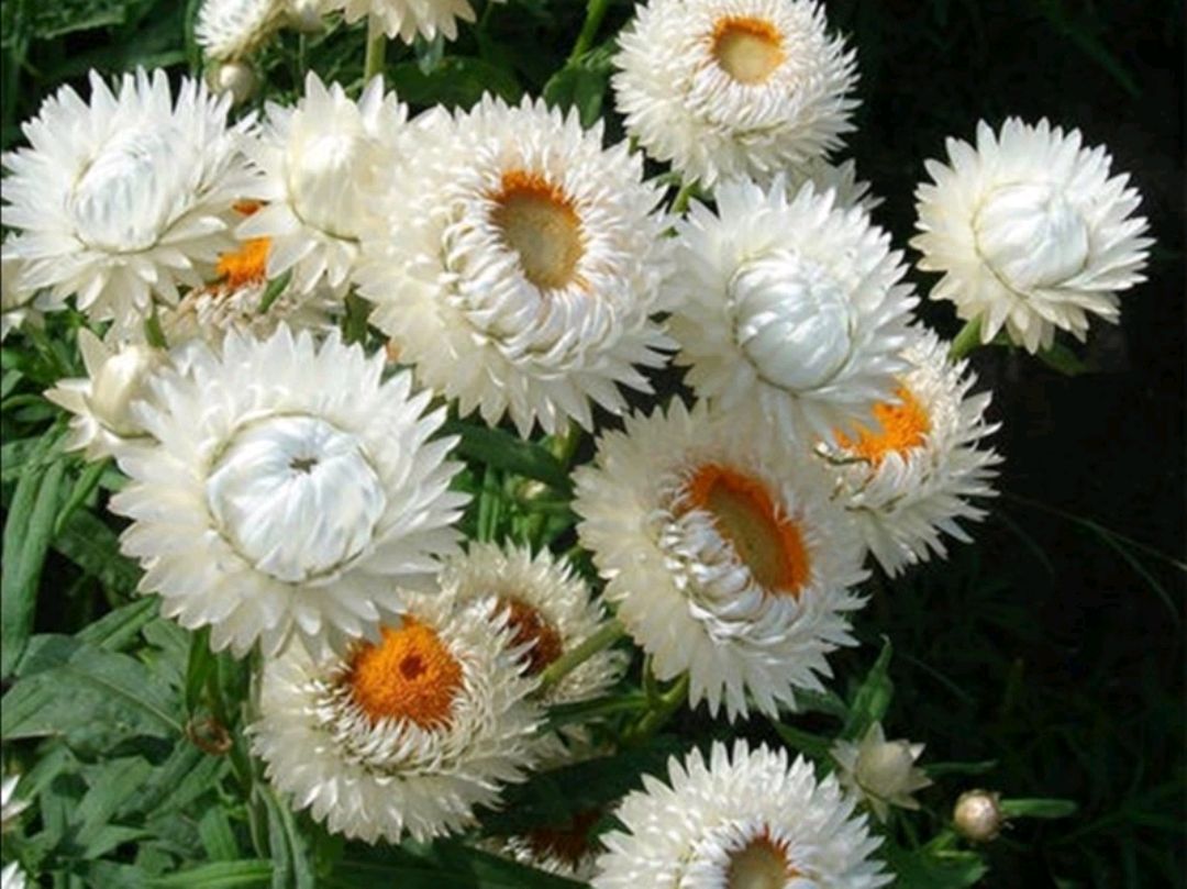 而麦秆菊的花语是永远的记忆,是永恒的象征.