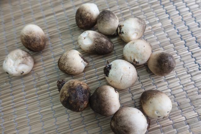 眼下最好吃的蘑菇就是它!鲜美营养,老少皆宜,隔几天就要吃一顿