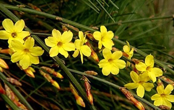 喜欢菊花,不如养盆"菊中精品"西湖柳月,似葵花向阳