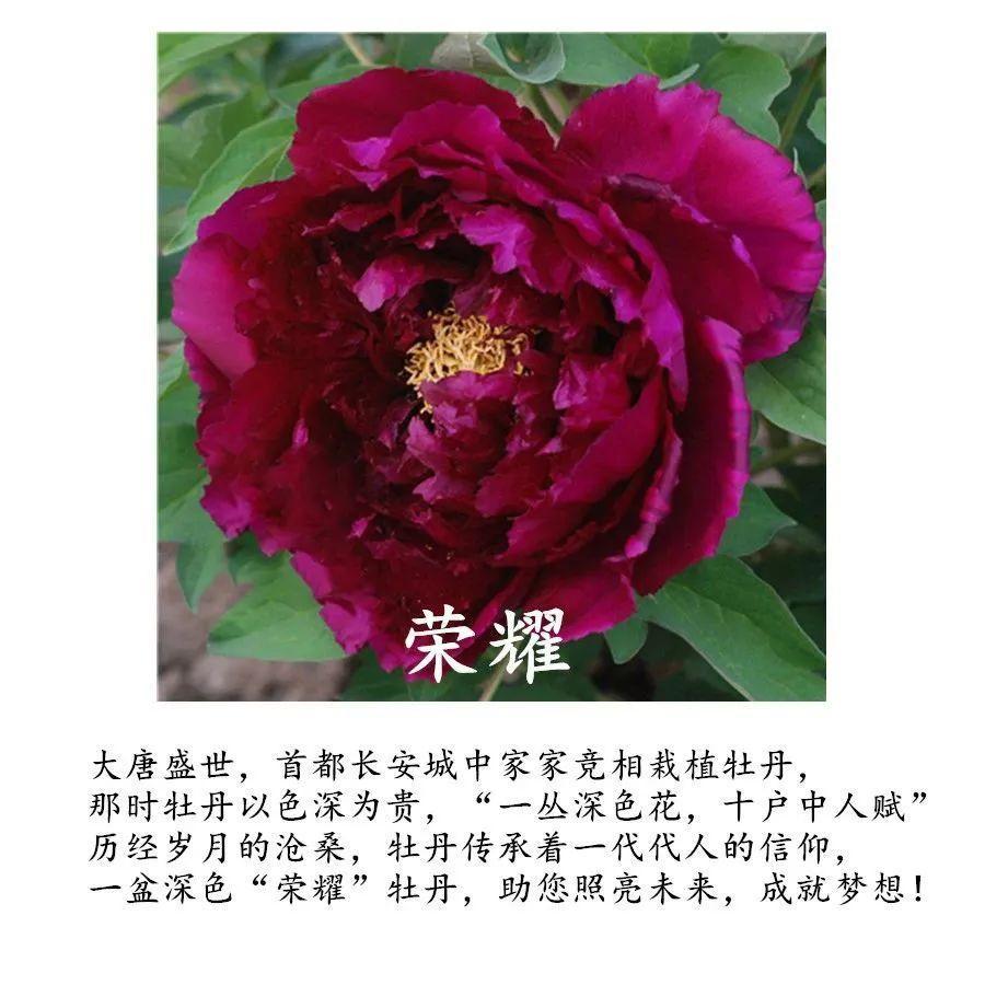 牡丹花的简单介绍图片