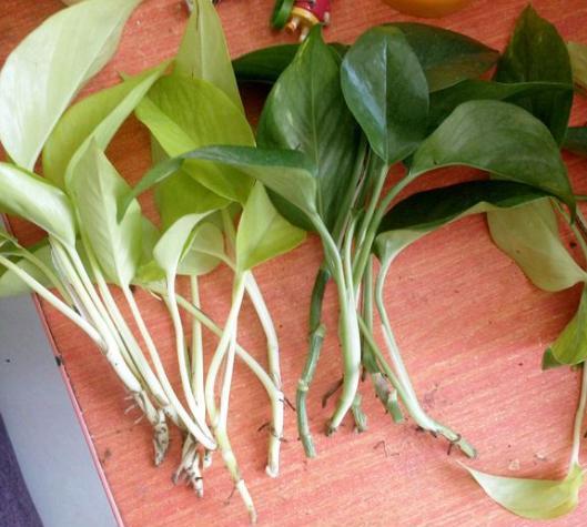 扦插绿萝,"2种"方法任你选,操作简单,7天生根,15天长新芽!