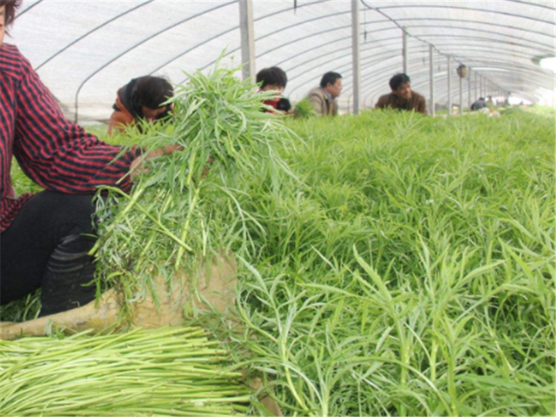 芦蒿有哪些好处,生长的时候,有哪些特点和技术要求?