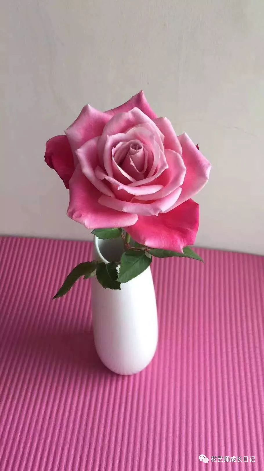 泰姬玫瑰 | 双色渐变玫瑰的代表,爱情象征,花色清丽,叶片清秀