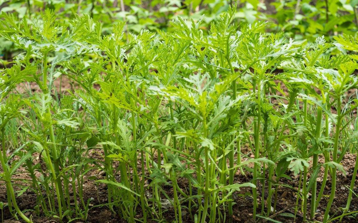 收藏!种植茼蒿的过程中,想要高产,这几点是必不可少的!