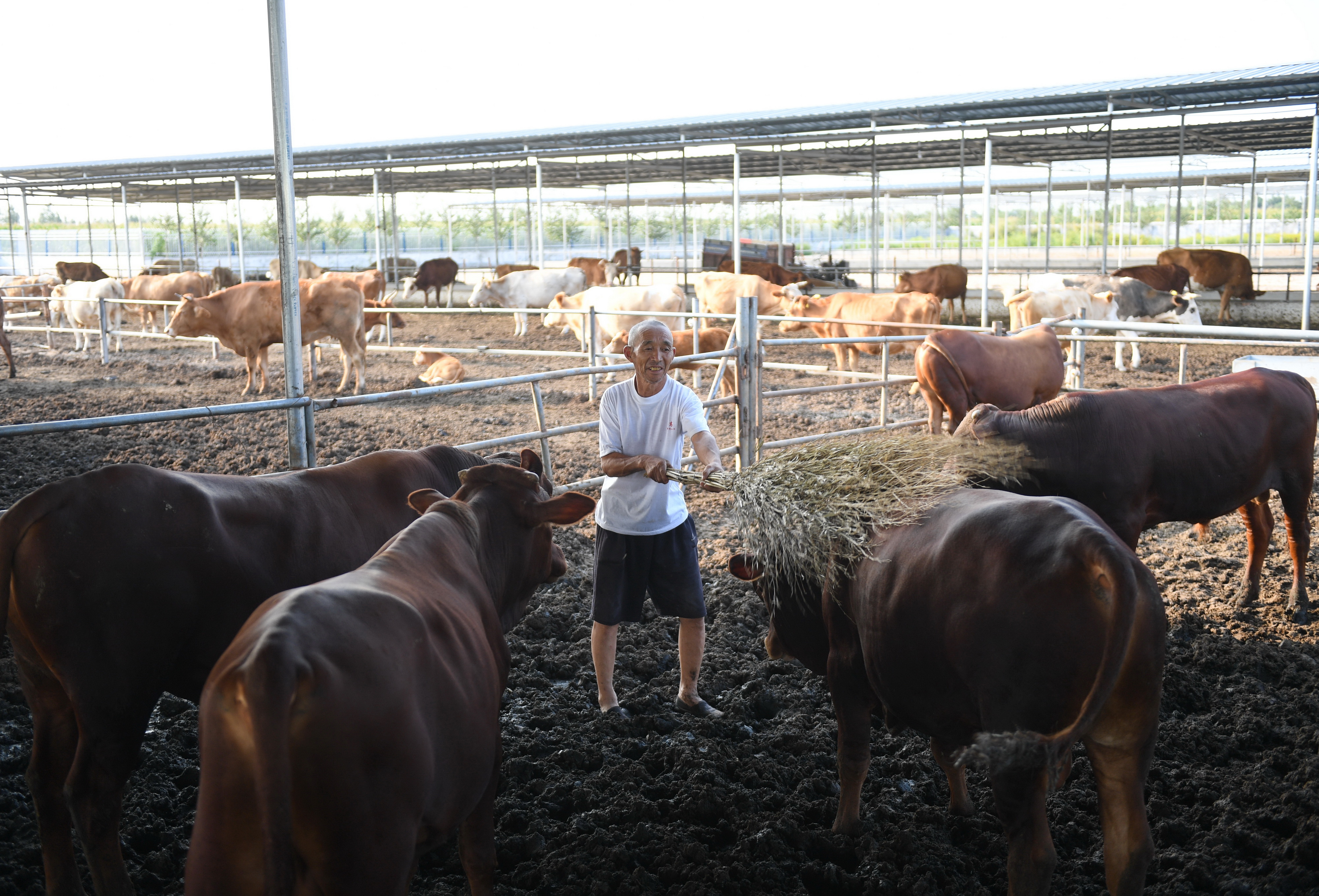 河北巨鹿:"托养牛"拓宽精准扶贫路(2)