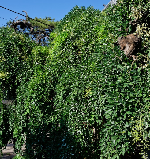 村里这棵垂槐早在35年前就被确认为济南市龙爪槐之冠?