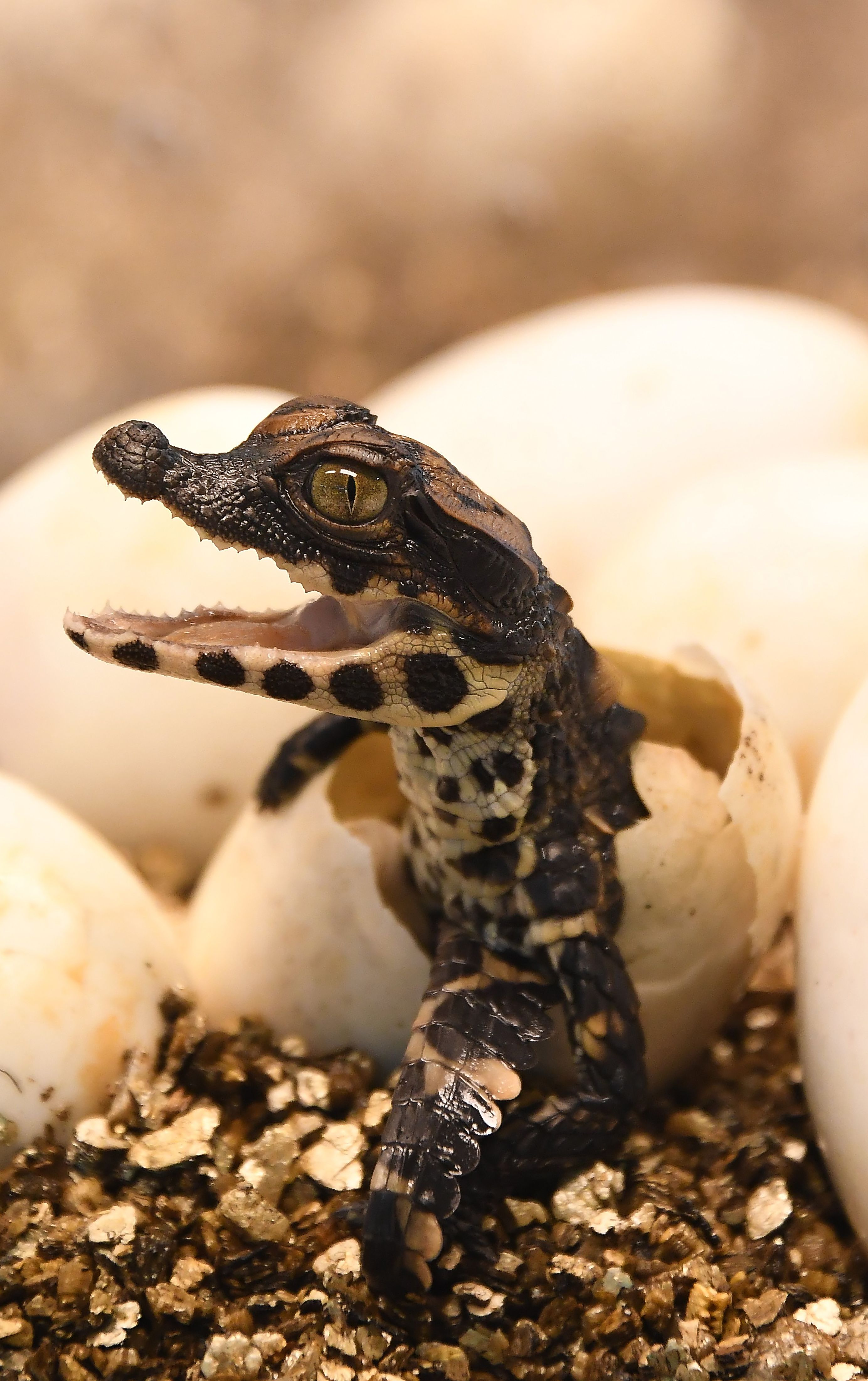新生非洲侏儒鳄(2)