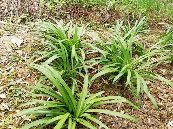 野生的石韭菜,仅少数地方才有,人工种植却不难!