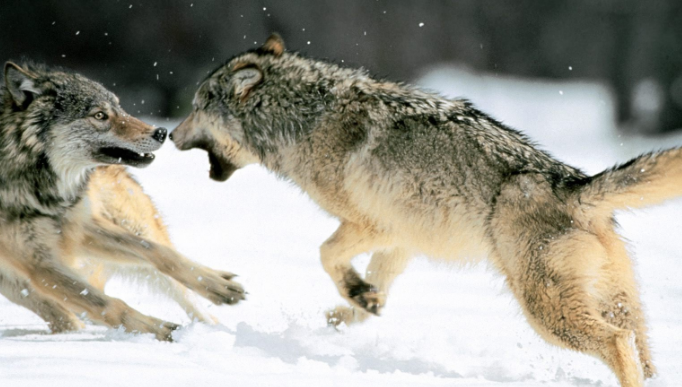 地球上最凶悍的狼,不是最狠的北极狼,而是无人敢惹的它