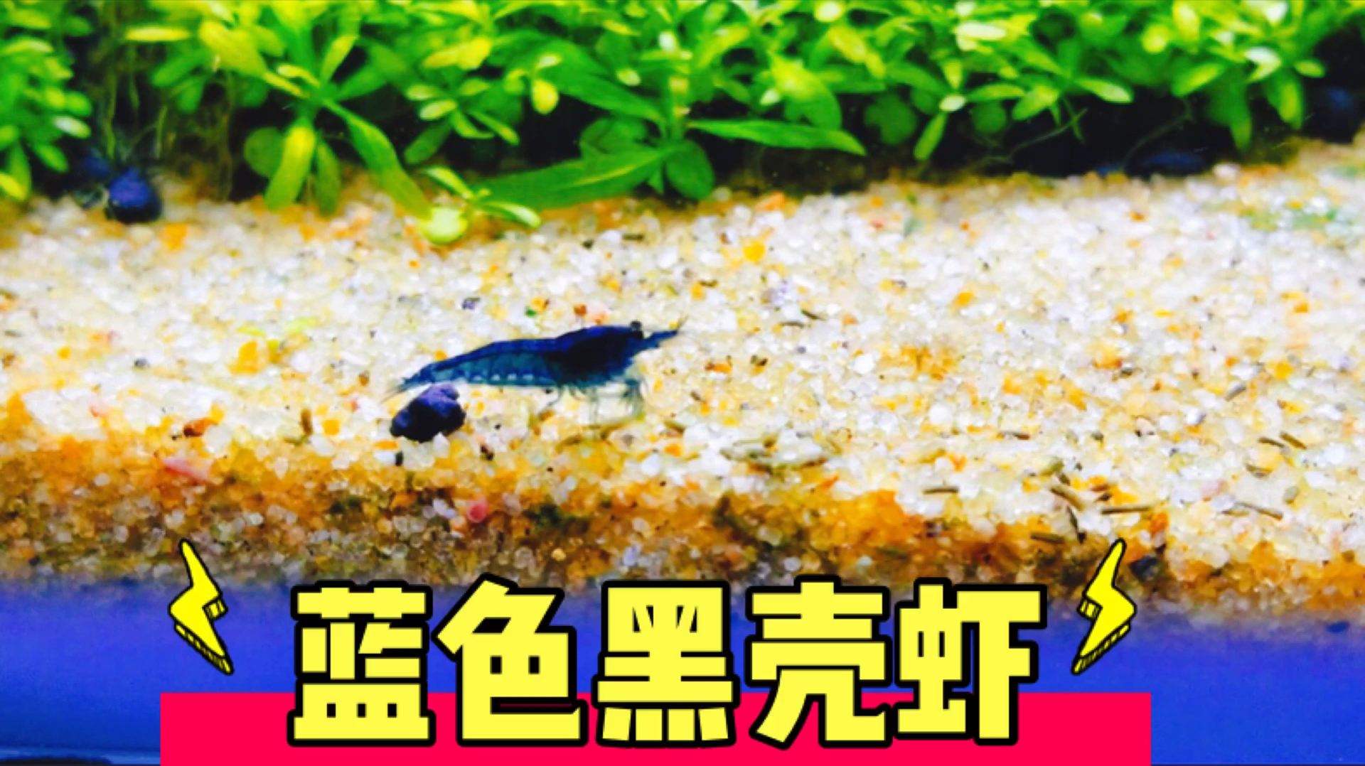 新手草缸高颜值蓝体黑壳虾,等了20多天终于出来露面了