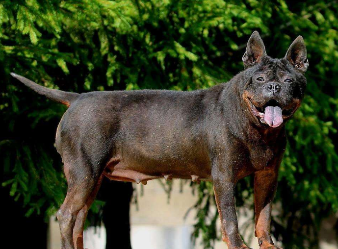 全球四大猎犬,有一种能猎狼,还有一种来自中国深山