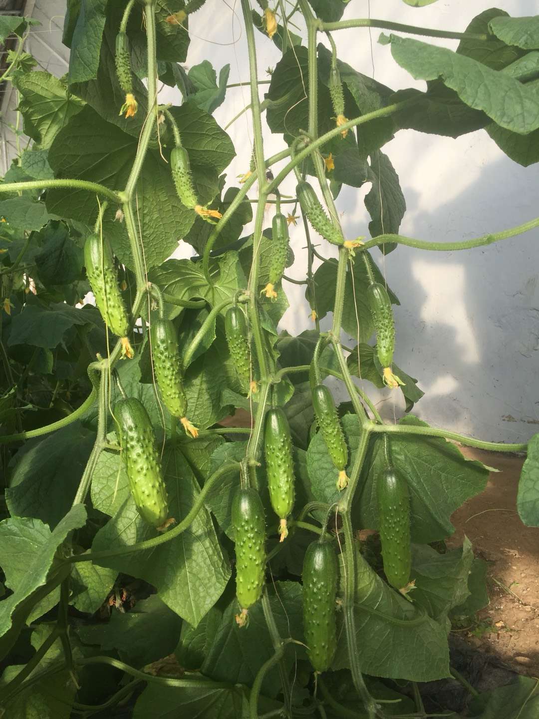 各地区黄瓜种植面积 - 2020年最新商品信息聚合专区 - 百度爱采购