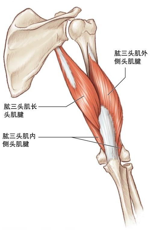 主要的伸肘肌肉是肱三头肌,其包含3个独立的肌腱起点—&md