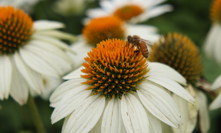 品诗词对对联,上联:蜂蝶随香探花间;求下联