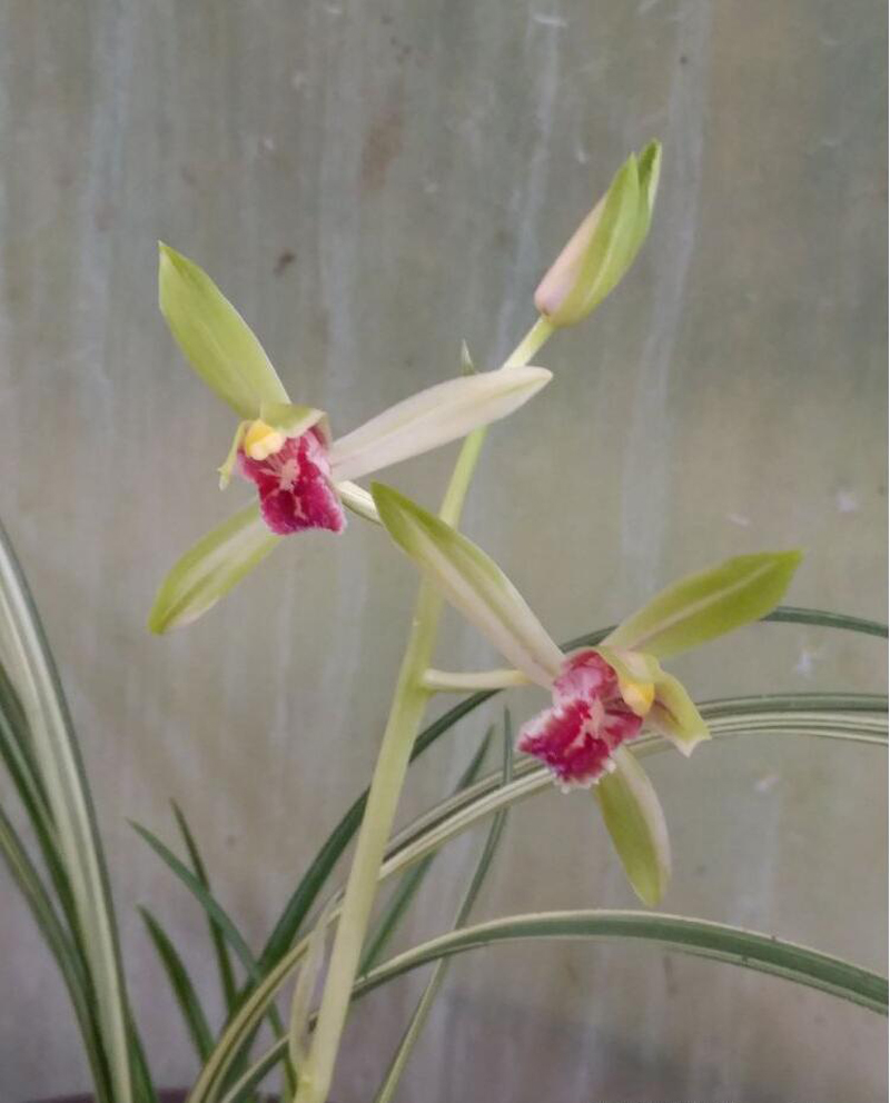 蕙兰叶花双艺秀香锦