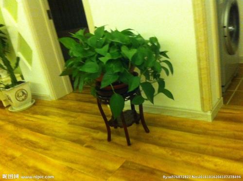 使用10分钟,就能把"塑料瓶"变成绿萝柱!