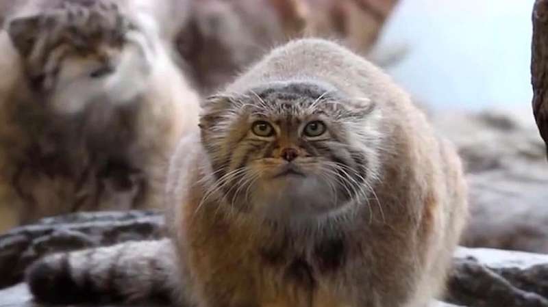 长相像猫但却比猫厉害,号称世界上最凶的猫,曾吃掉一头长颈鹿,自然,动物,好看视频