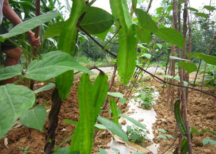 种植四棱豆的方法,这五点都很重要,采摘的时间一定要控制好