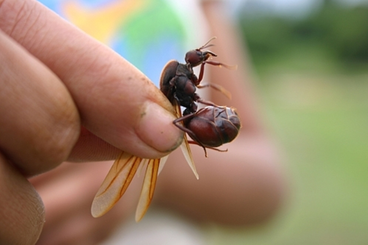 饮食最特殊的国家:蚂蚁价格是咖啡的10倍,吃蚂蚁如同吃花生!