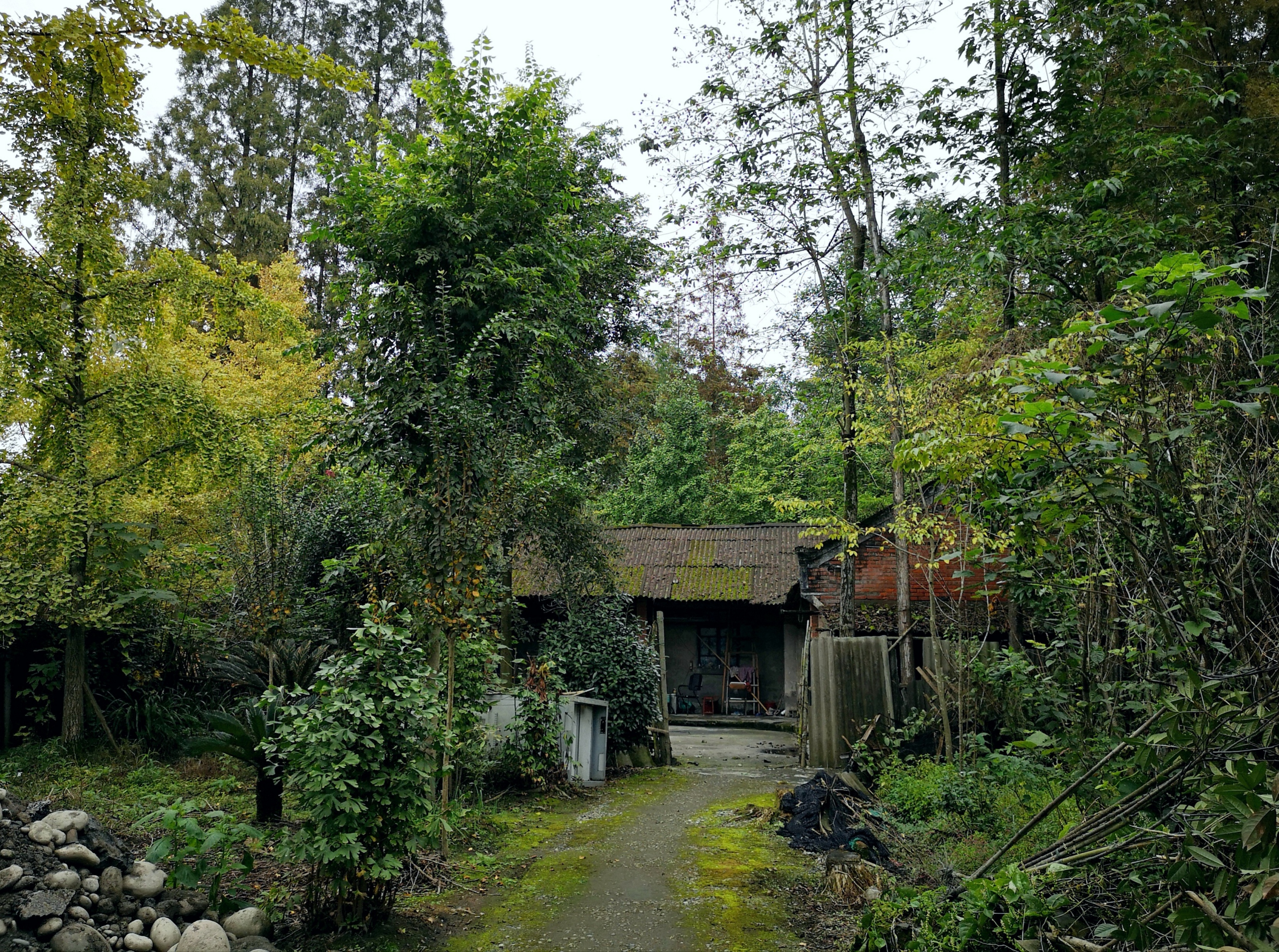 农村平房小院绿化图片图片