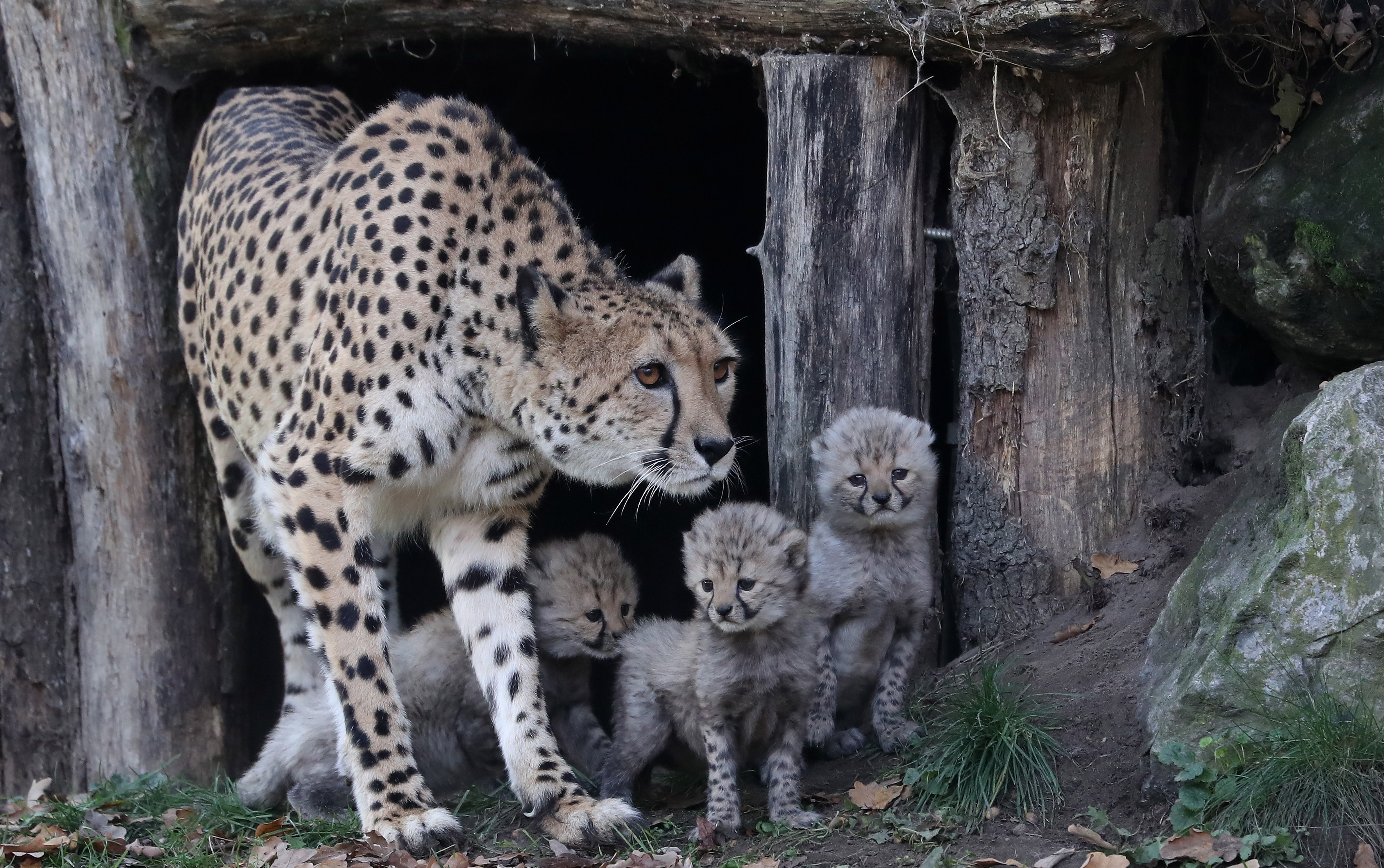 三胞胎猎豹幼崽