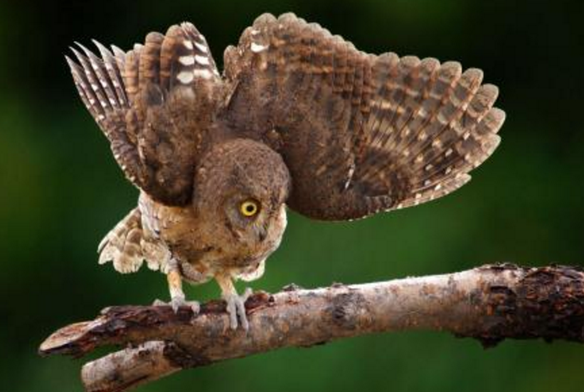 栗鸮(学名:phodilus badius,英文名:oriental bay owl)