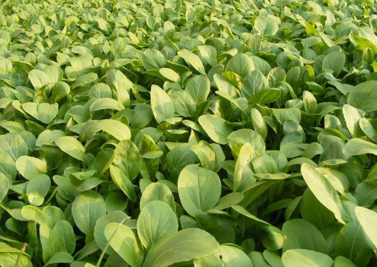 5,关于种植上海青的田间管理