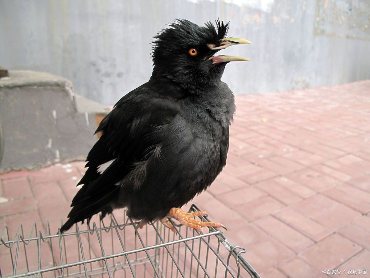 八哥与鹦鹉:谁才是说话的"王者"?