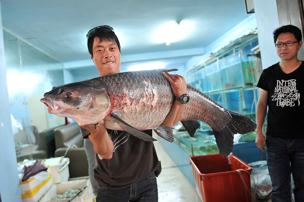 青鱼甩水是鱼尾的俗称,是冬令名肴