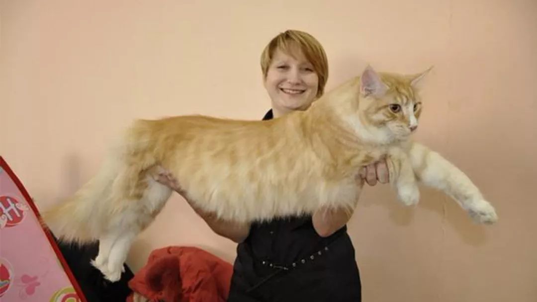 体形长达1米,比普通狗狗还要大!