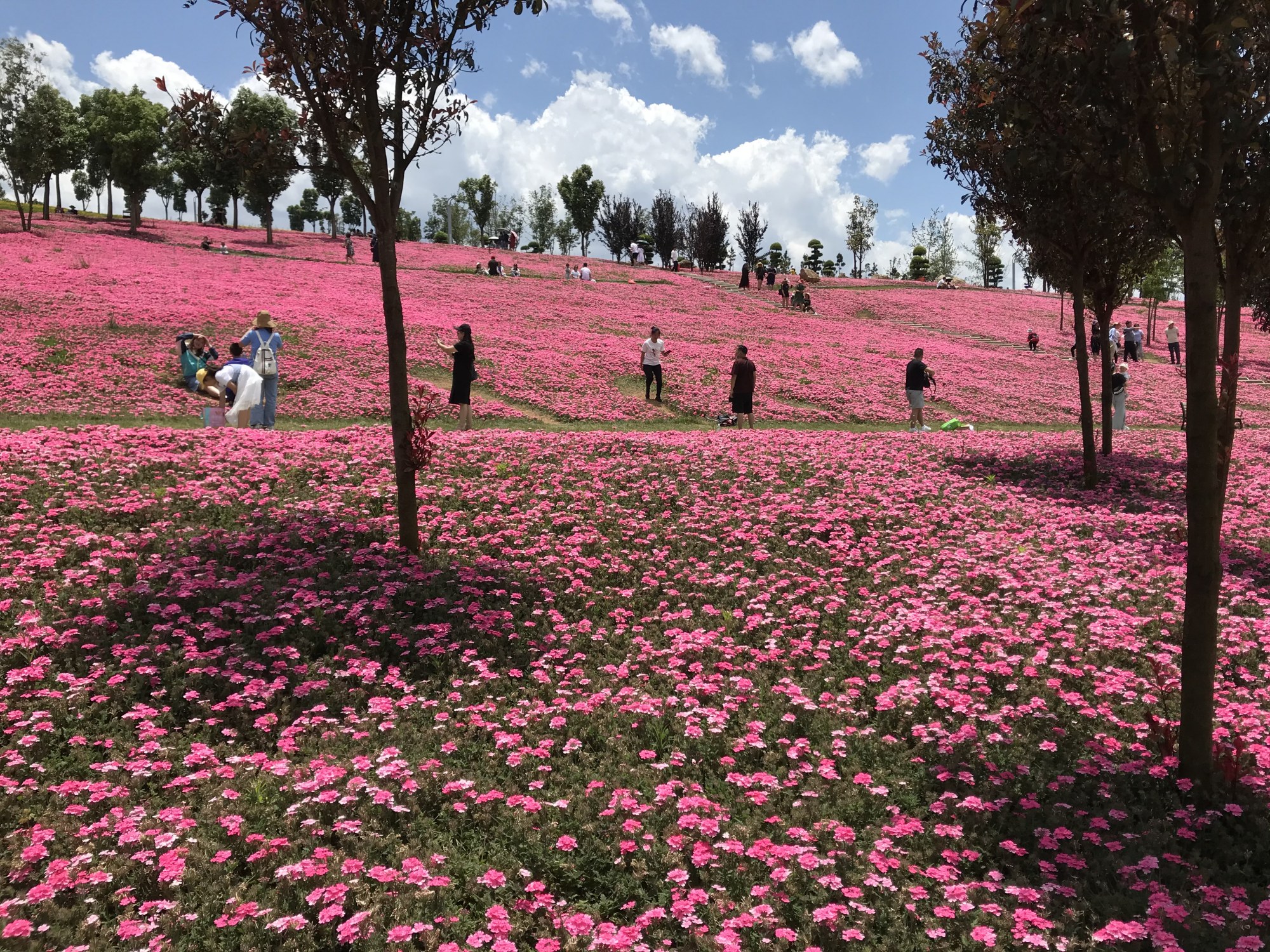 昆明最近的花海,再不去就花就要败了