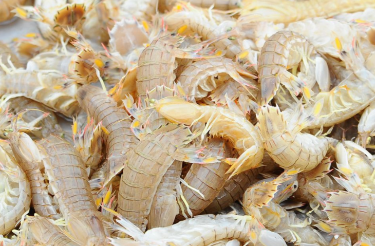 虾婆大丰收,工人每天忙碌分拣,最便宜的虾婆低至10元一斤