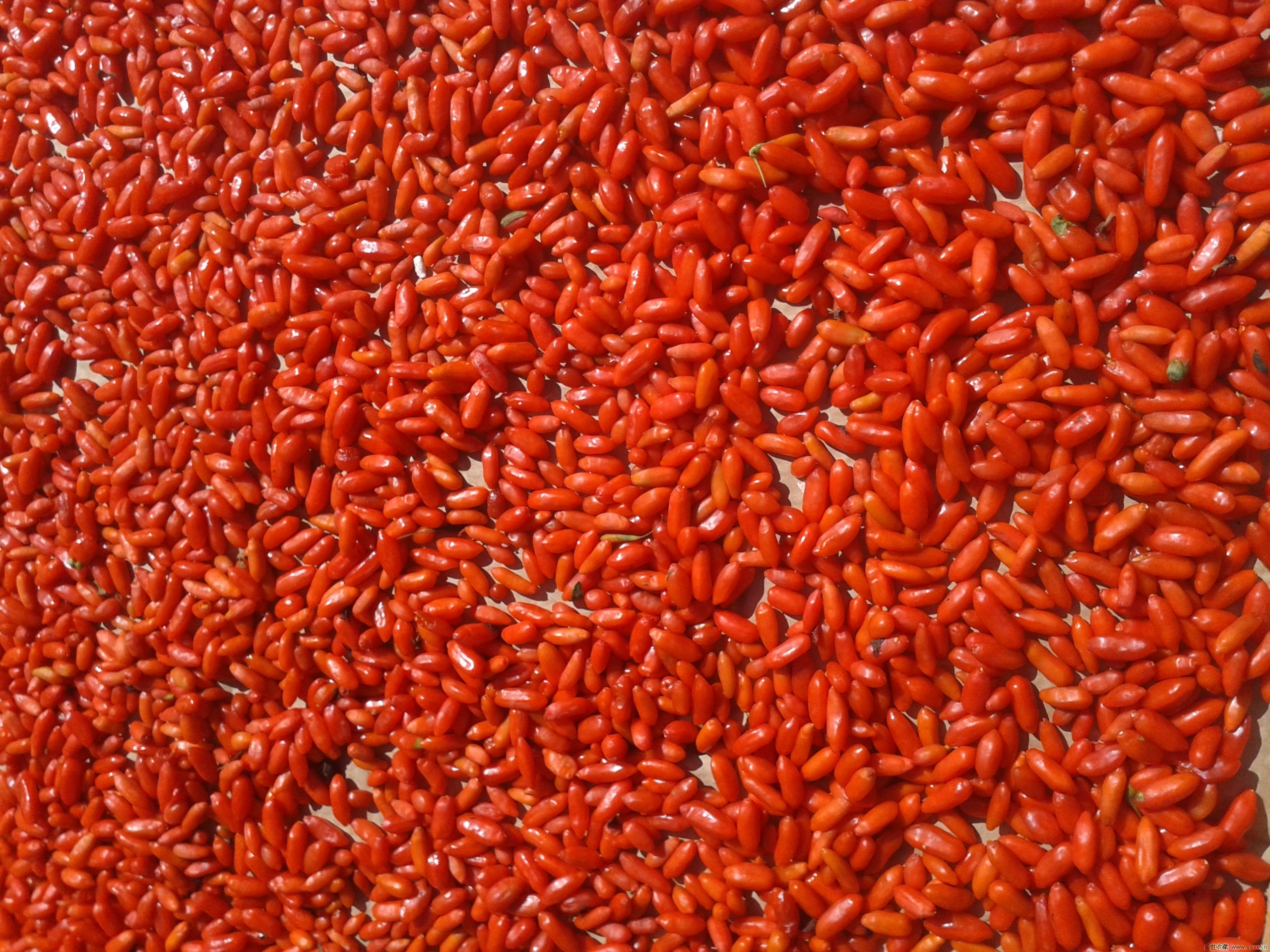 晚上睡前吃一些枸杞还有这些好处?以前真是孤陋寡闻了