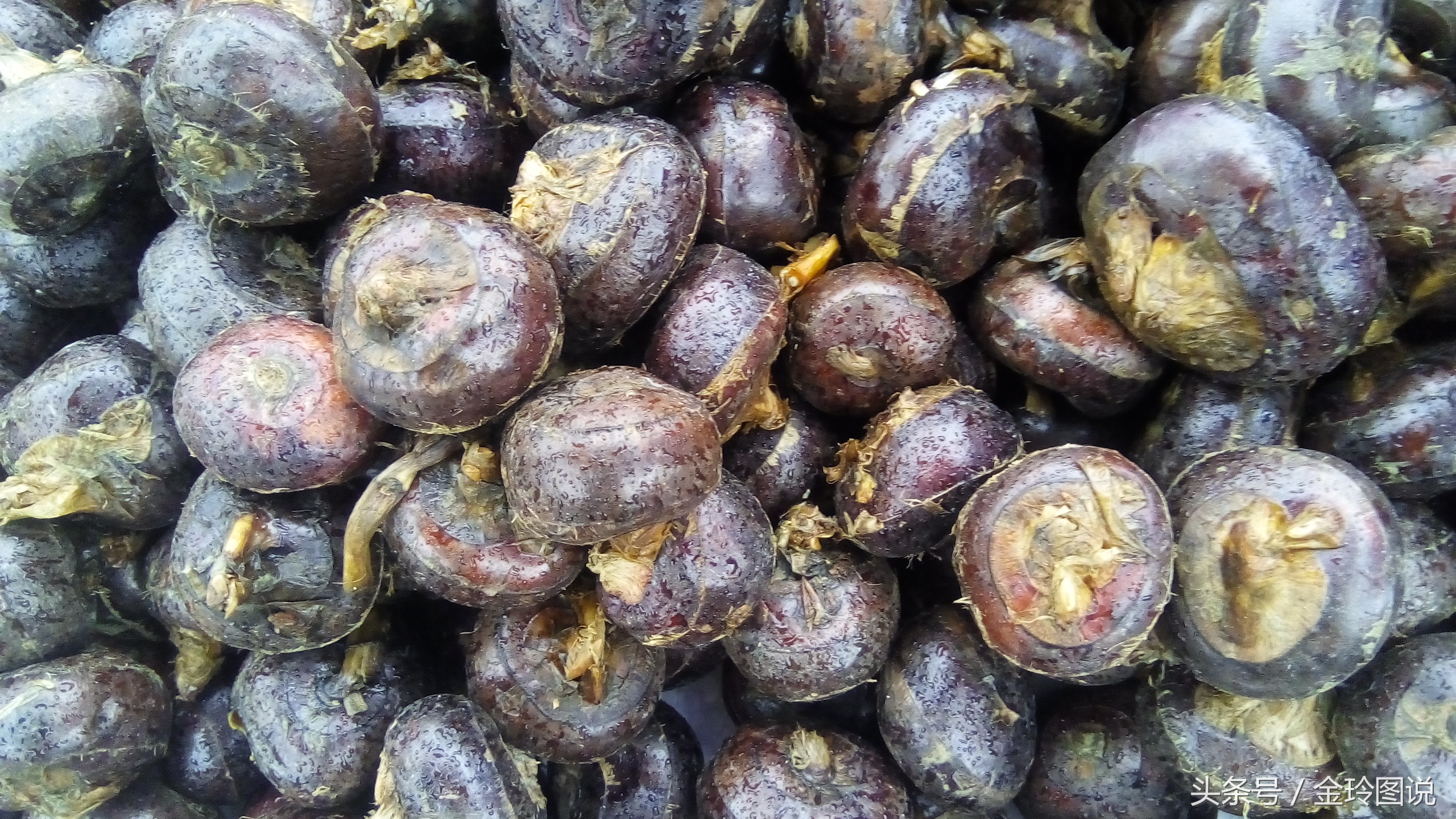 又名马蹄,水栗,乌芋,菩荠等,属单子叶莎草科,为多年生宿根性草本