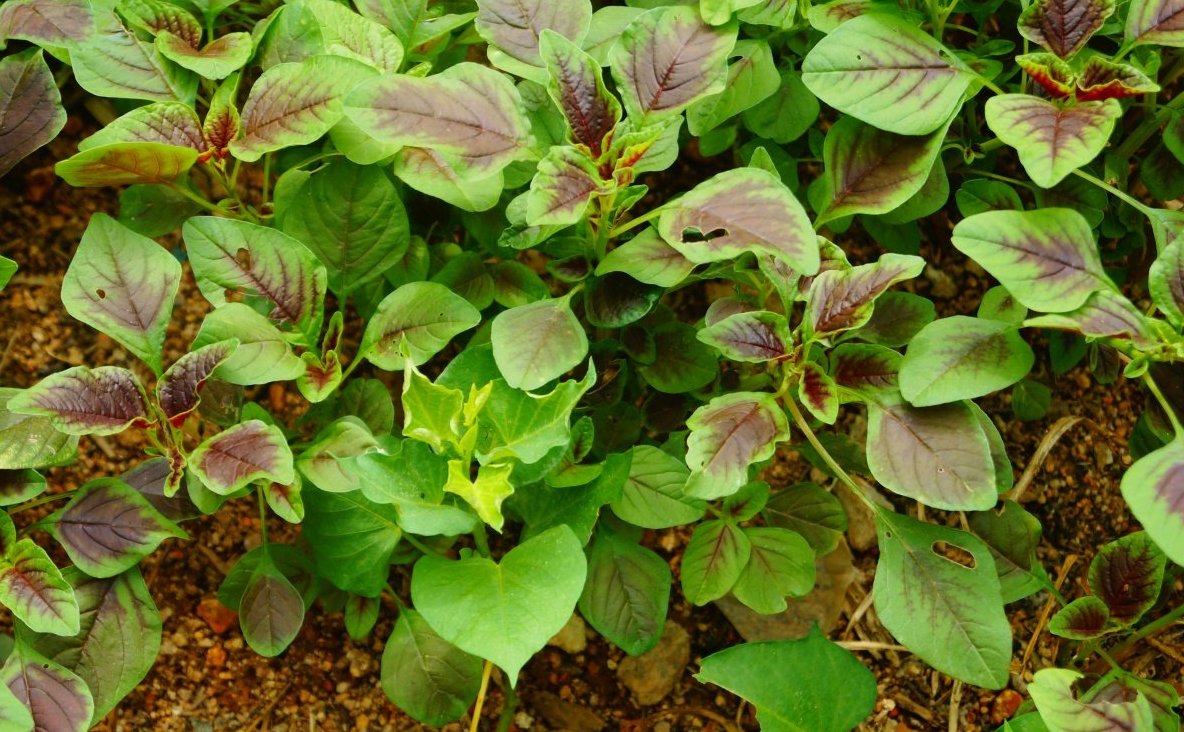 圆叶红苋菜种植 - 2020年最新商品信息聚合专区 - 百度爱采购